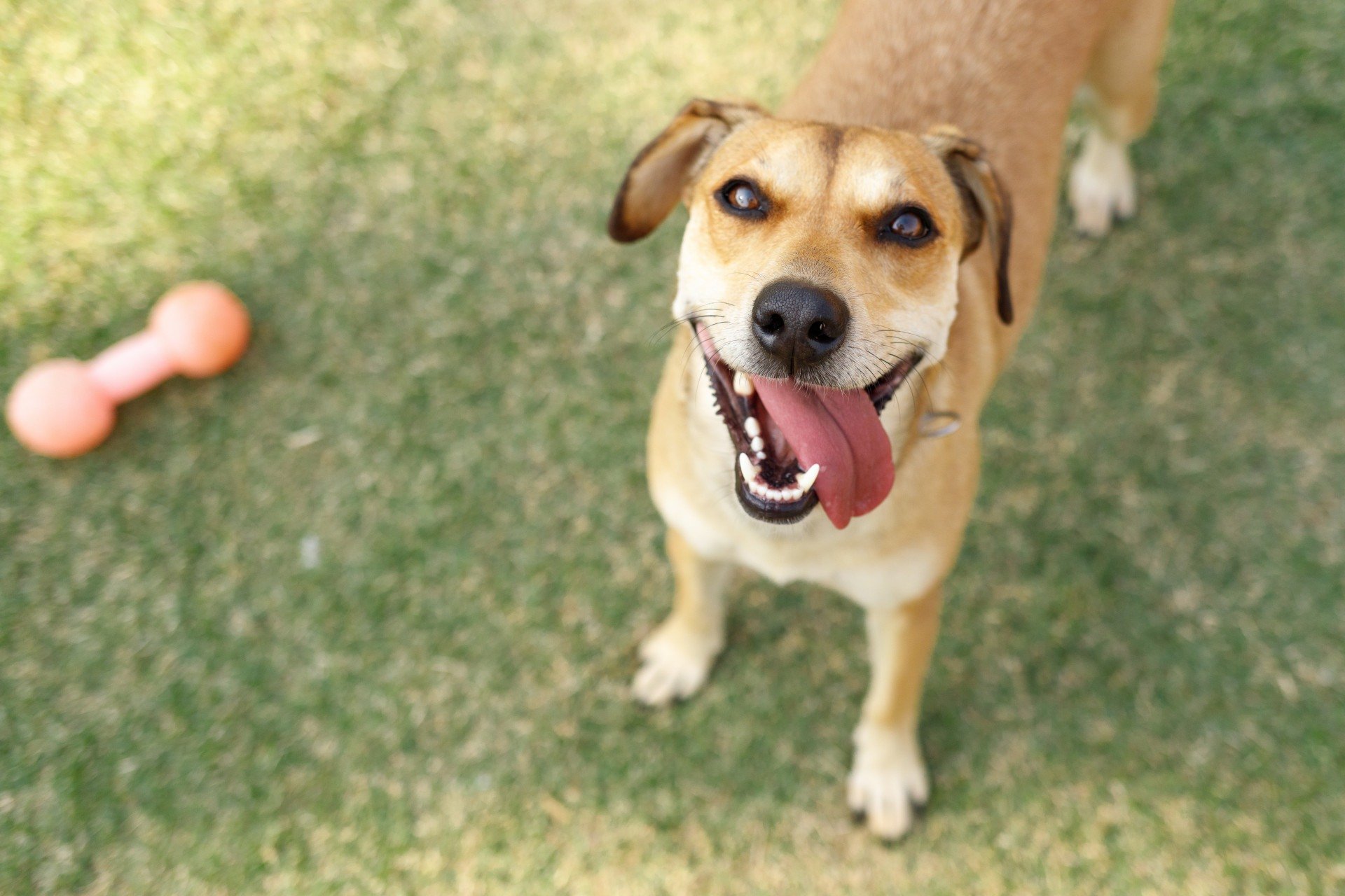 Cachorro caramelo