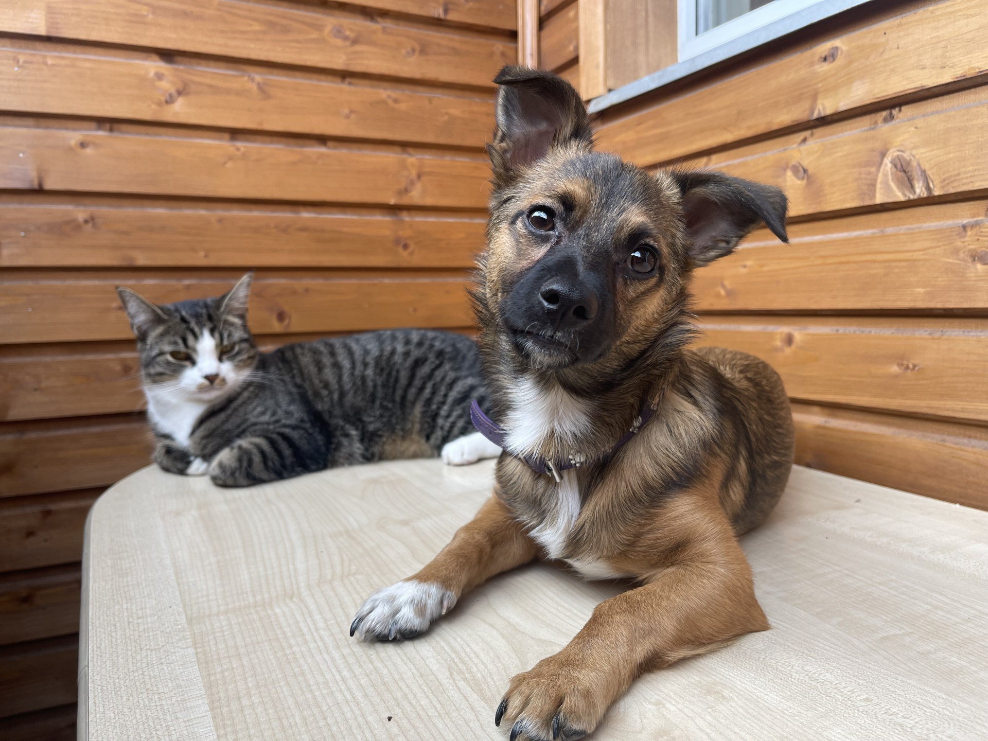 Pets